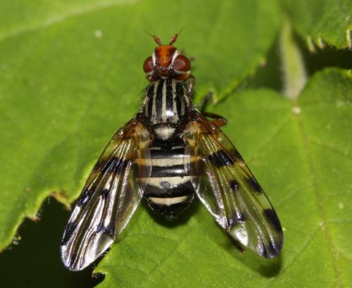 Otites porcus